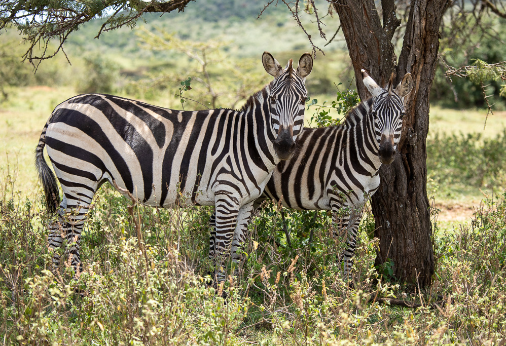 Kenya