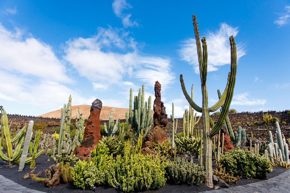 Jardin de Cactus