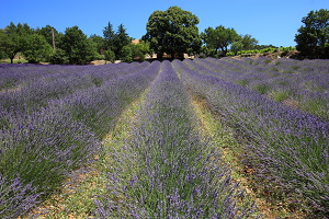 Lavanda