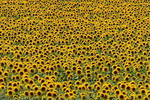 Girasoli