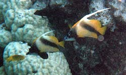 Butterfly Fish