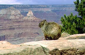 Uno scoiattolo ammira anche lui la bellezza del Grand Canyon