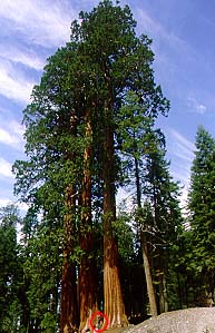 Un trio di sequoie giganti...quello nel cerchietto rosso è Alessandro !!