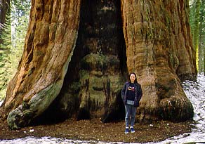 La base del tronco del General Sherman Tree