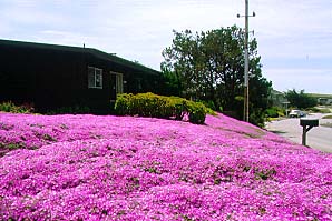 Molti giardini hanno queste distese colorate